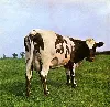 vinyle pink floyd - atom heart mother (1970)